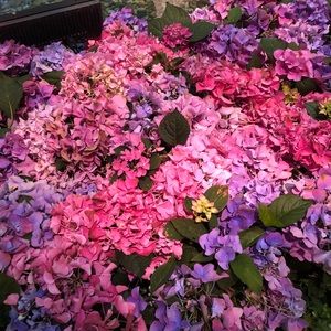 Meet your Posher, Rosa